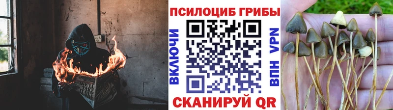 Галлюциногенные грибы Cubensis  Еманжелинск 